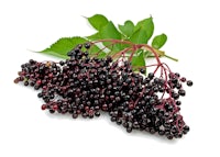 a bunch of black elderberry berries on a white background