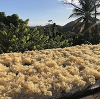 a pile of seaweed on top of a roof